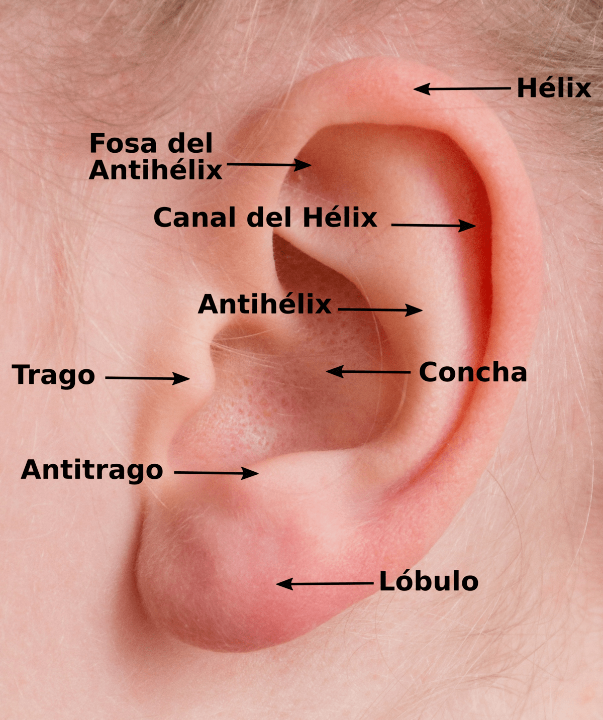partes oreja min